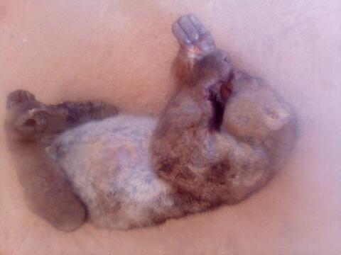 Le castor